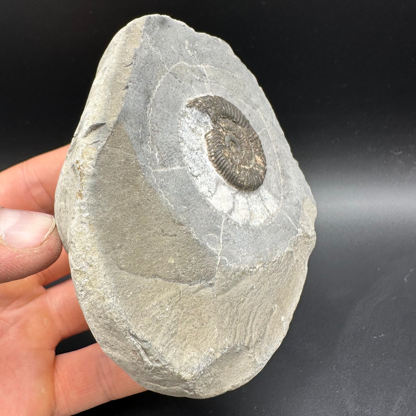 Dactylioceras Ammonite Fossil With Box And Stand - Whitby, North Yorkshire Jurassic Coast Yorkshire Fossils