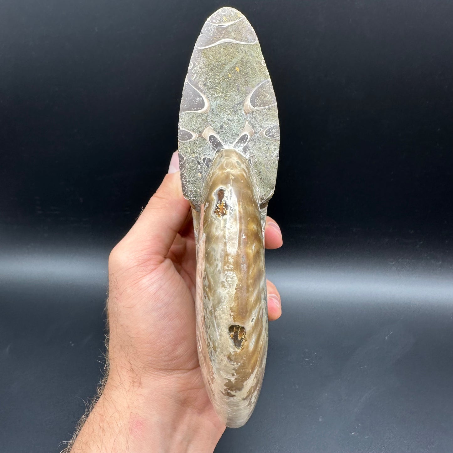 Cleoniceras Ammonite Fossil With Stand - Cretaceous Ammonite Madagascar