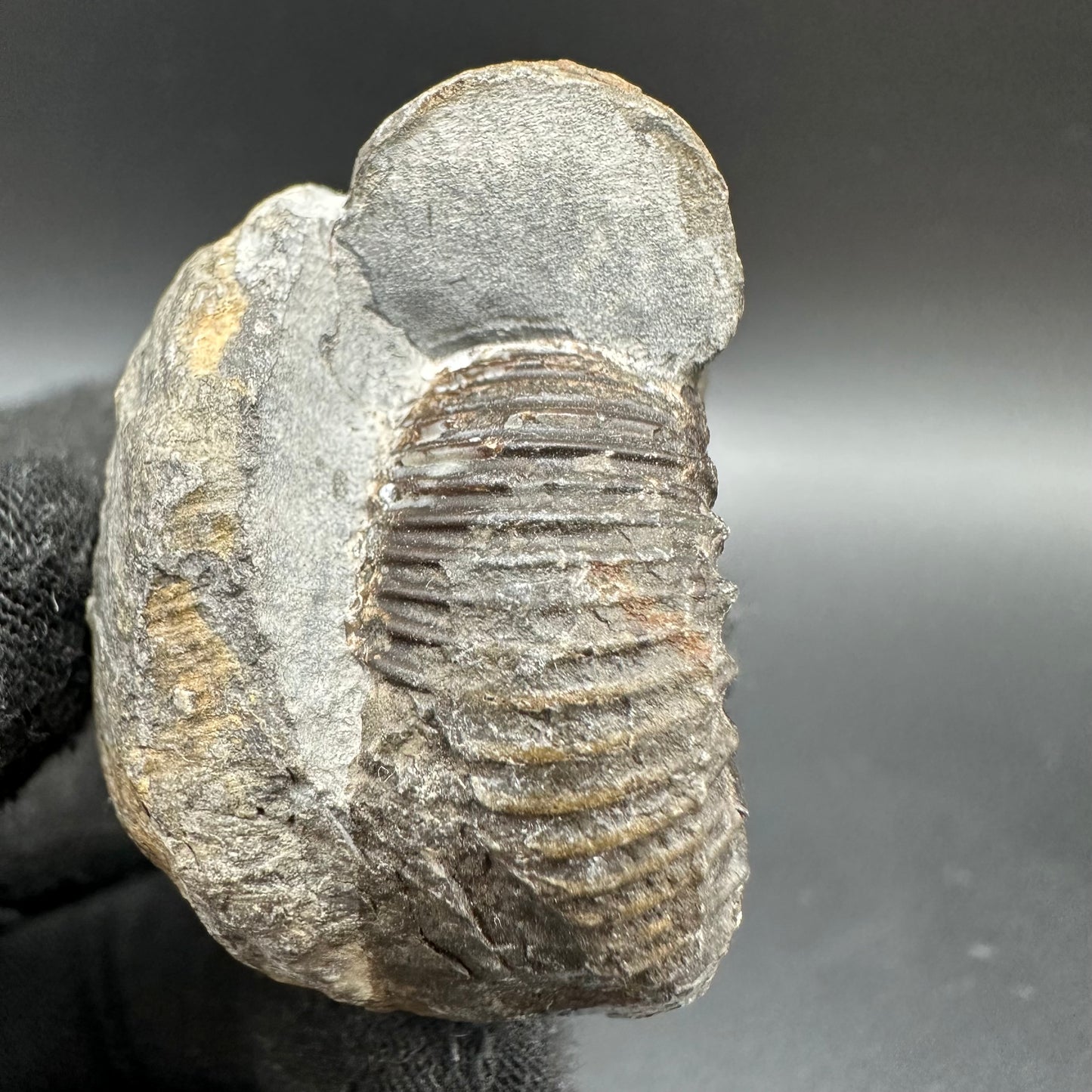 Catacoeloceras Sp. ammonite fossil with box and stand- Whitby, North Yorkshire Jurassic Coast Yorkshire Fossils
