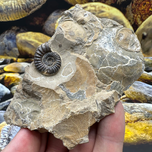 Androgynoceras Capricornus ammonite fossil - Whitby, North Yorkshire Jurassic Coast Yorkshire Fossils
