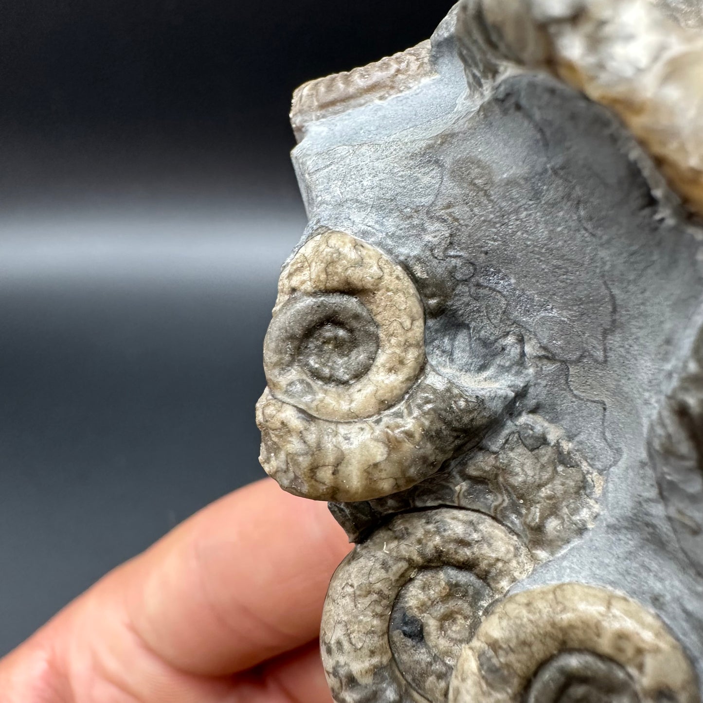 Arnioceras ammonite shell fossil with box and stand - Whitby, North Yorkshire Jurassic Coast Yorkshire Fossils