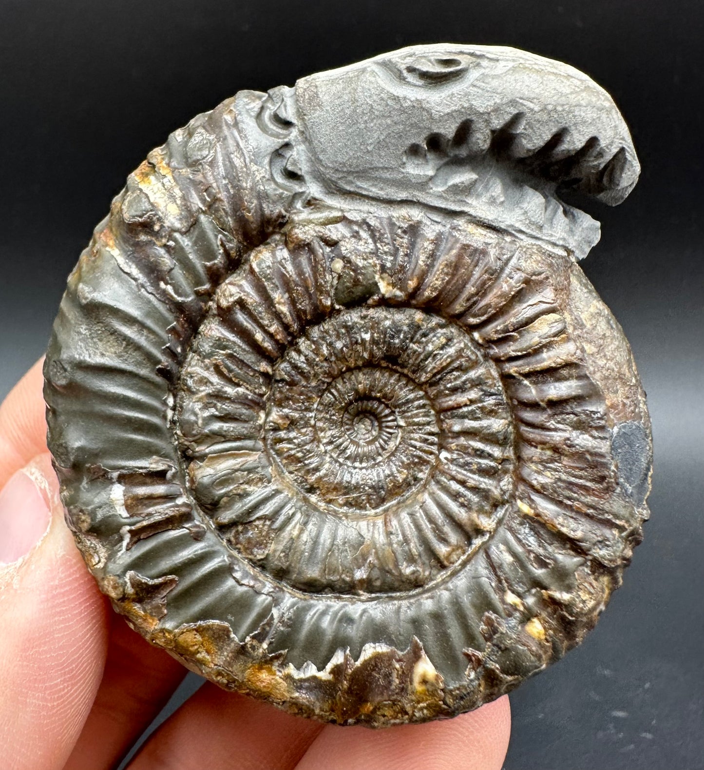 Snakestone Ammonite Fossil With Bag/Box And Stand - Whitby, North Yorkshire Jurassic Coast Yorkshire Fossils