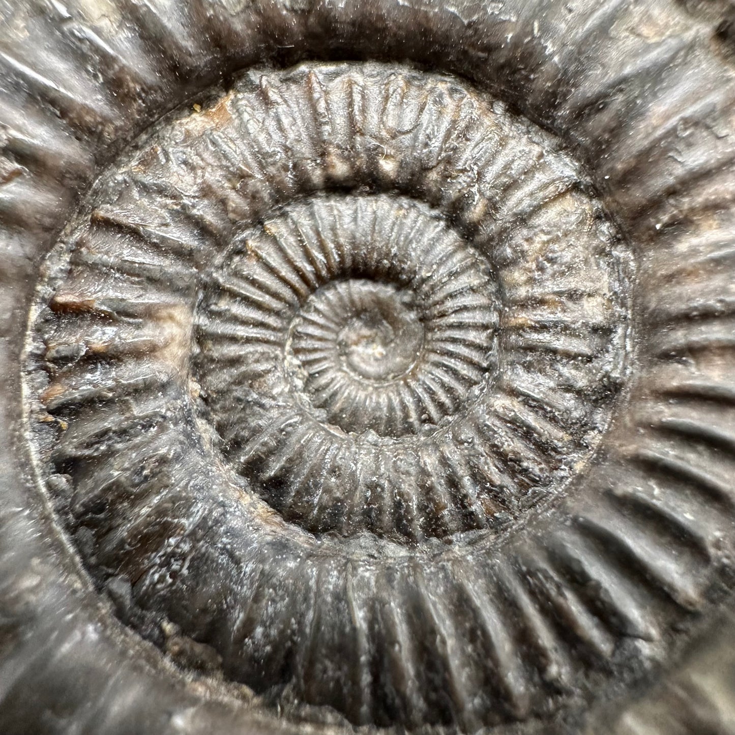 Dactylioceras Ammonite Fossil With Box And Stand - Whitby, North Yorkshire Jurassic Coast Yorkshire Fossils