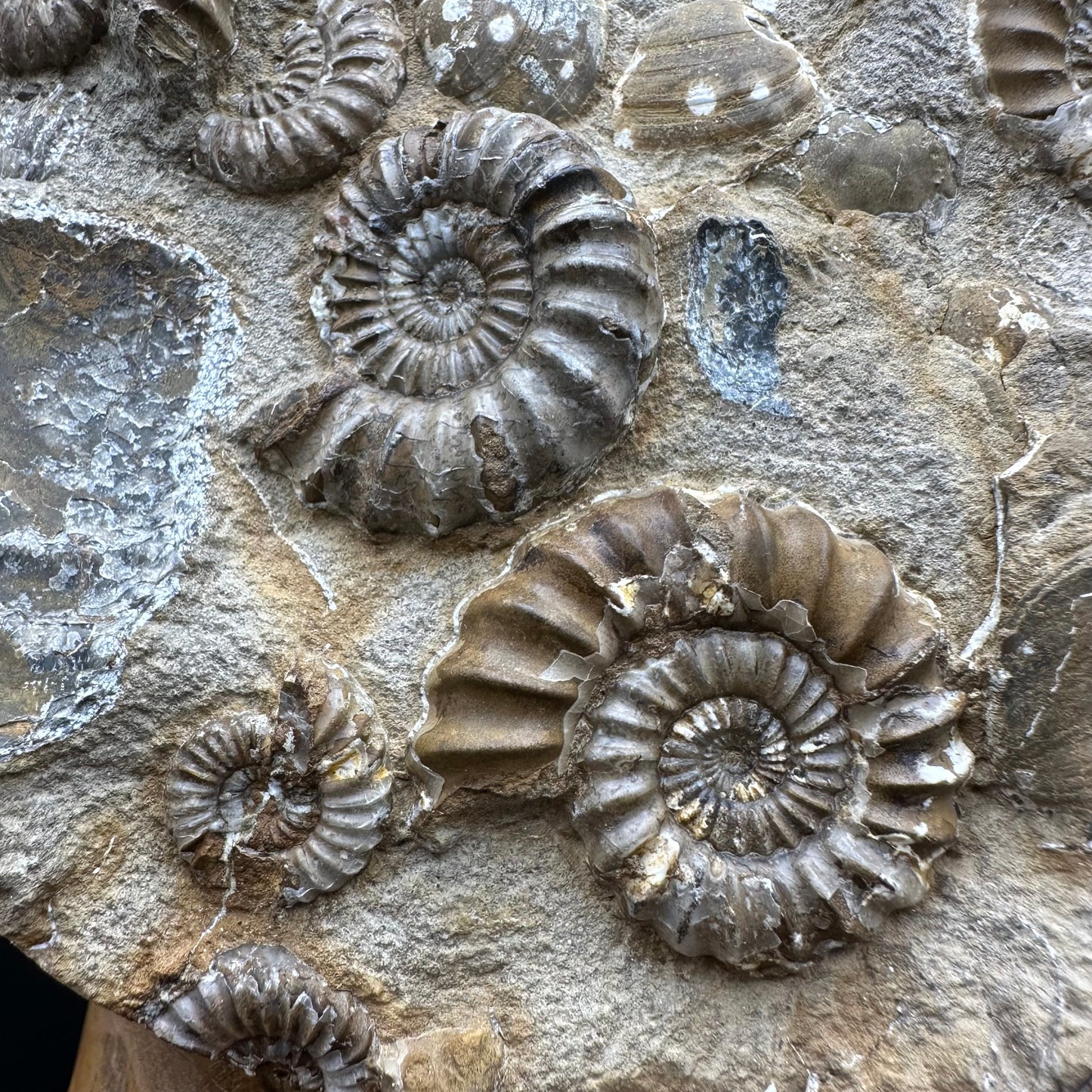 Androgynoceras capricornus Ammonite Fossil With Stand - Whitby, North Yorkshire Jurassic Coast Yorkshire Fossils