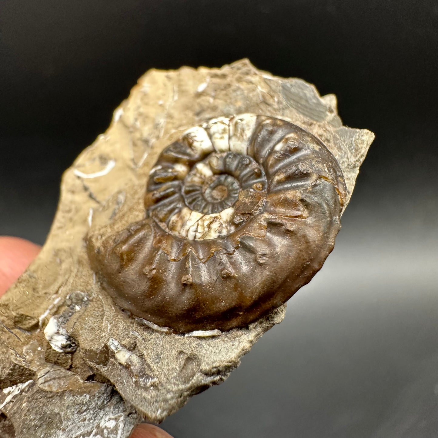 Amaltheus subnodosus Ammonite fossil with box and stand - Whitby, North Yorkshire Jurassic Coast Yorkshire Fossils