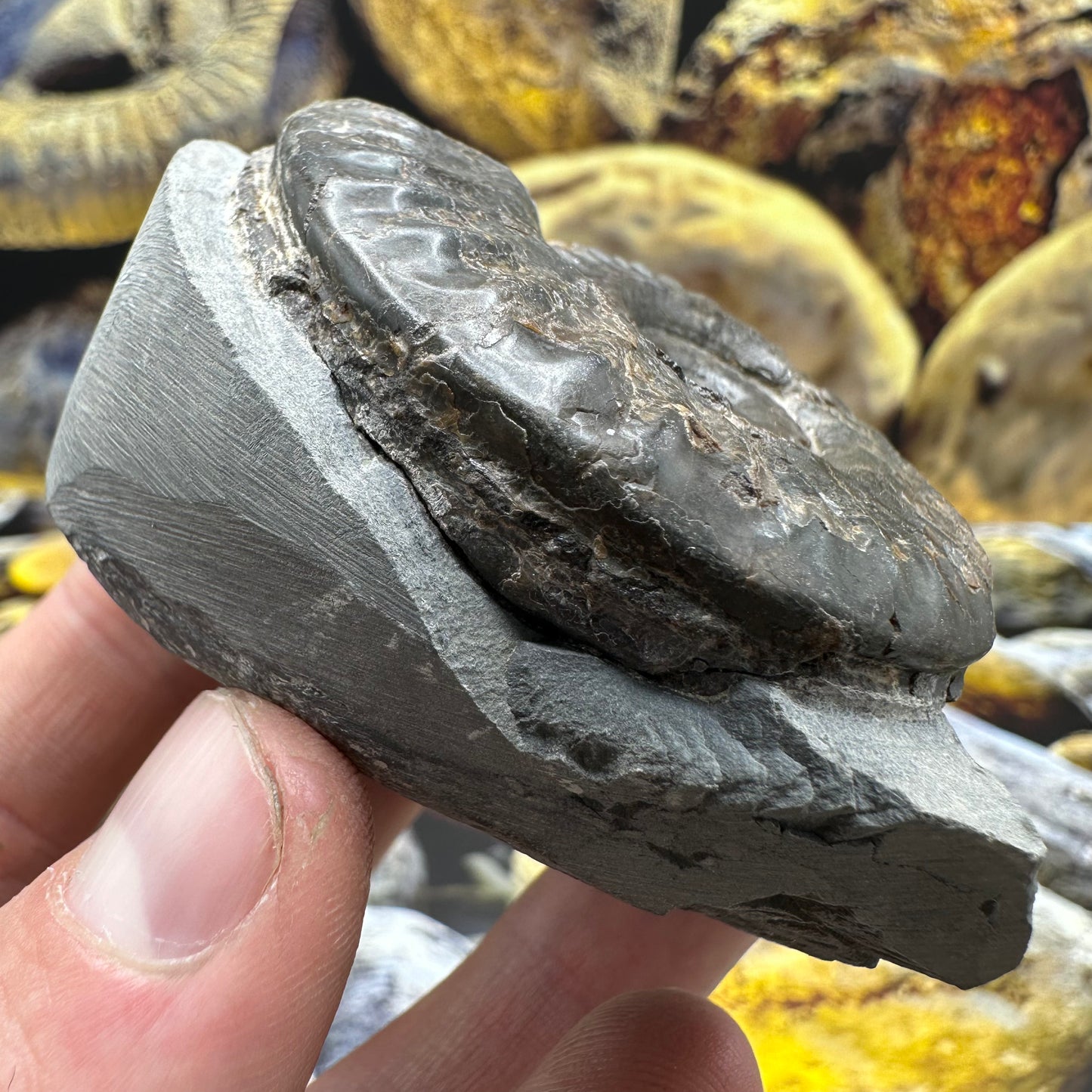 Hildoceras lusitanicum ammonite fossil - Whitby, North Yorkshire, Jurassic Coast, Yorkshire Fossils