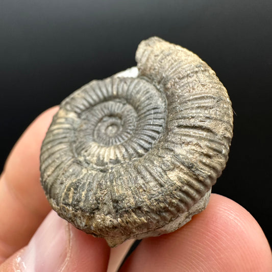 Dactylioceras Ammonite Fossil Gift Set - Whitby, North Yorkshire Jurassic Coast Yorkshire Fossils