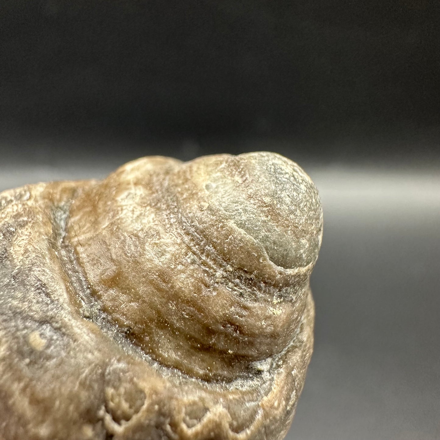 Gastropod Shell Fossil With Box And Stand - Whitby, North Yorkshire, Jurassic Coast, Yorkshire Fossils