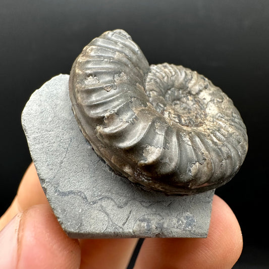 Grammoceras thoaurense Ammonite shell fossil with box and stand - Whitby, North Yorkshire, Yorkshire Fossils from the Jurassic Coast