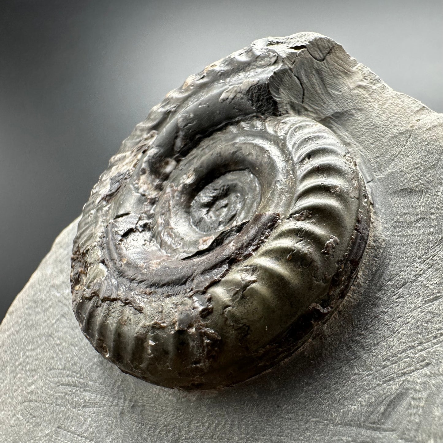 Hildoceras Bifrons Ammonite fossil with box and stand - Whitby, North Yorkshire Jurassic Coast, Yorkshire Fossils from the Jurassic Coast