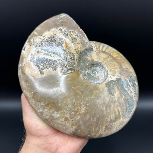 Cleoniceras Ammonite Fossil With Stand - Cretaceous Ammonite Madagascar