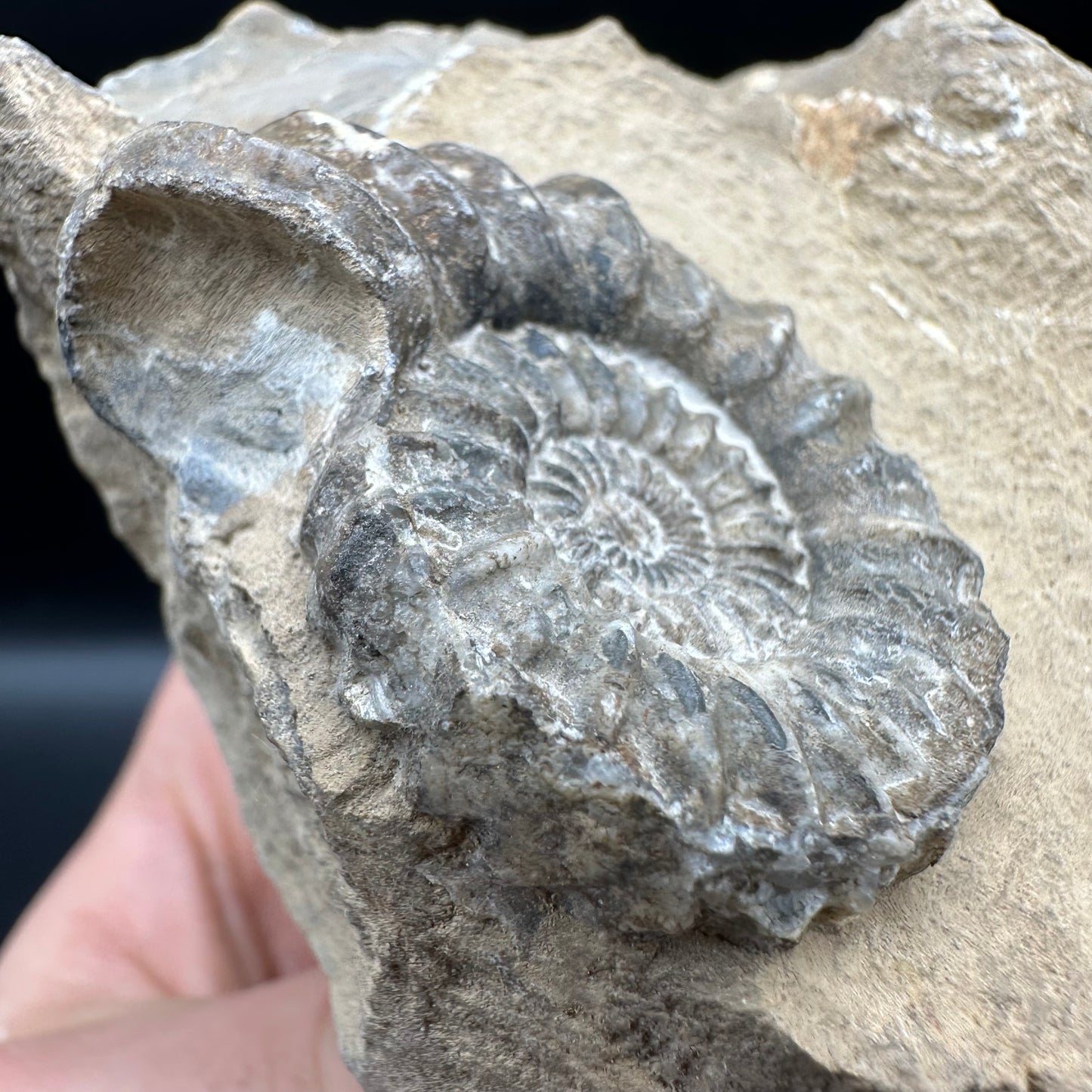 Androgynoceras capricornus Ammonite fossil - Whitby, North Yorkshire Jurassic Coast Yorkshire Fossils