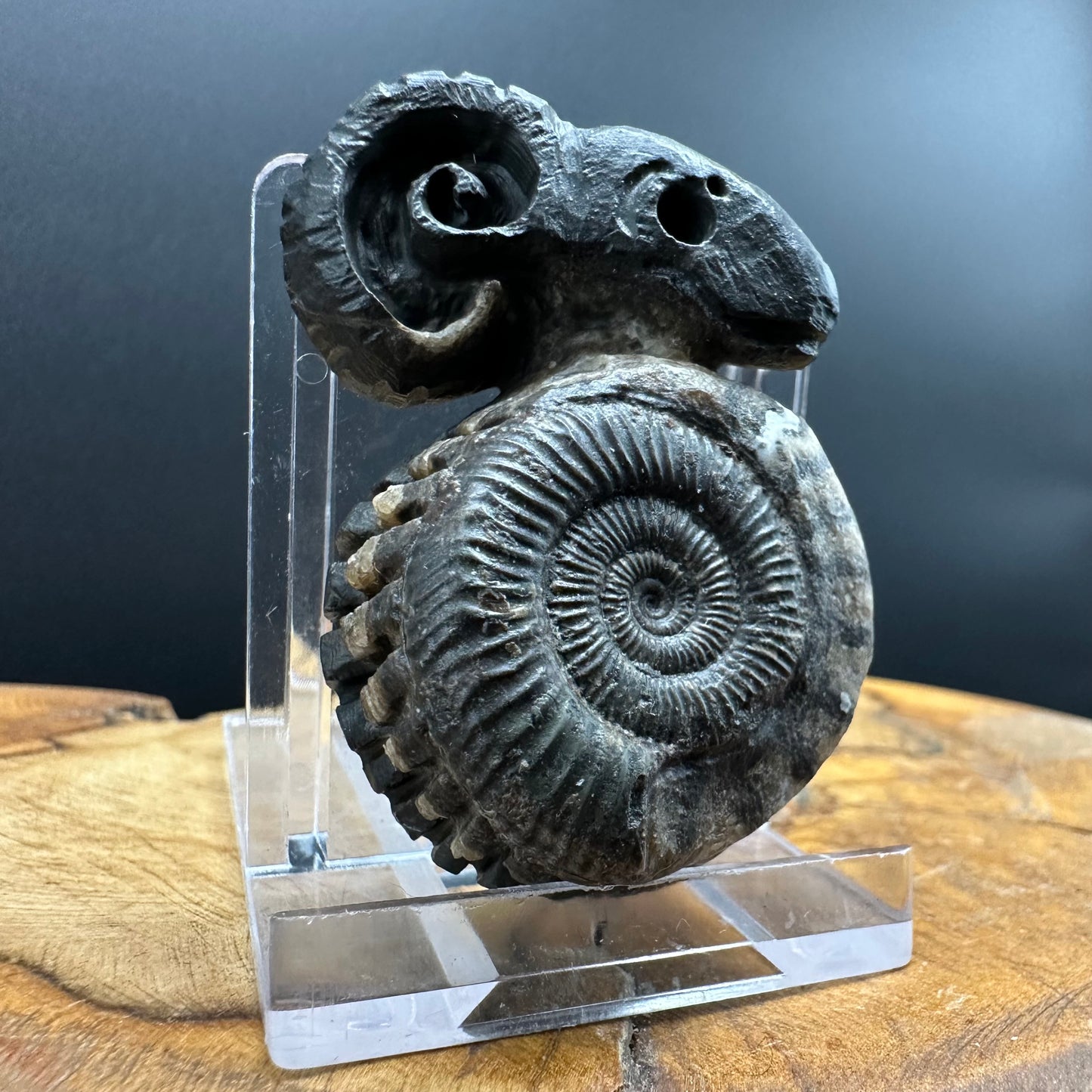 ‘Rammonite’ Snakestone Ammonite Fossil With Bag/Box And Stand - Whitby, North Yorkshire Jurassic Coast Yorkshire Fossils