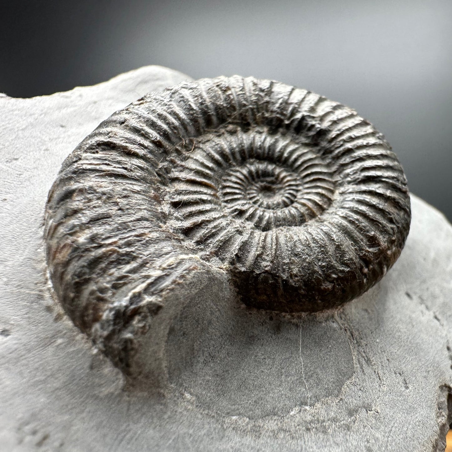 Zugodactylites ammonite fossil with box and stand - Whitby, North Yorkshire Jurassic Coast, Yorkshire fossils
