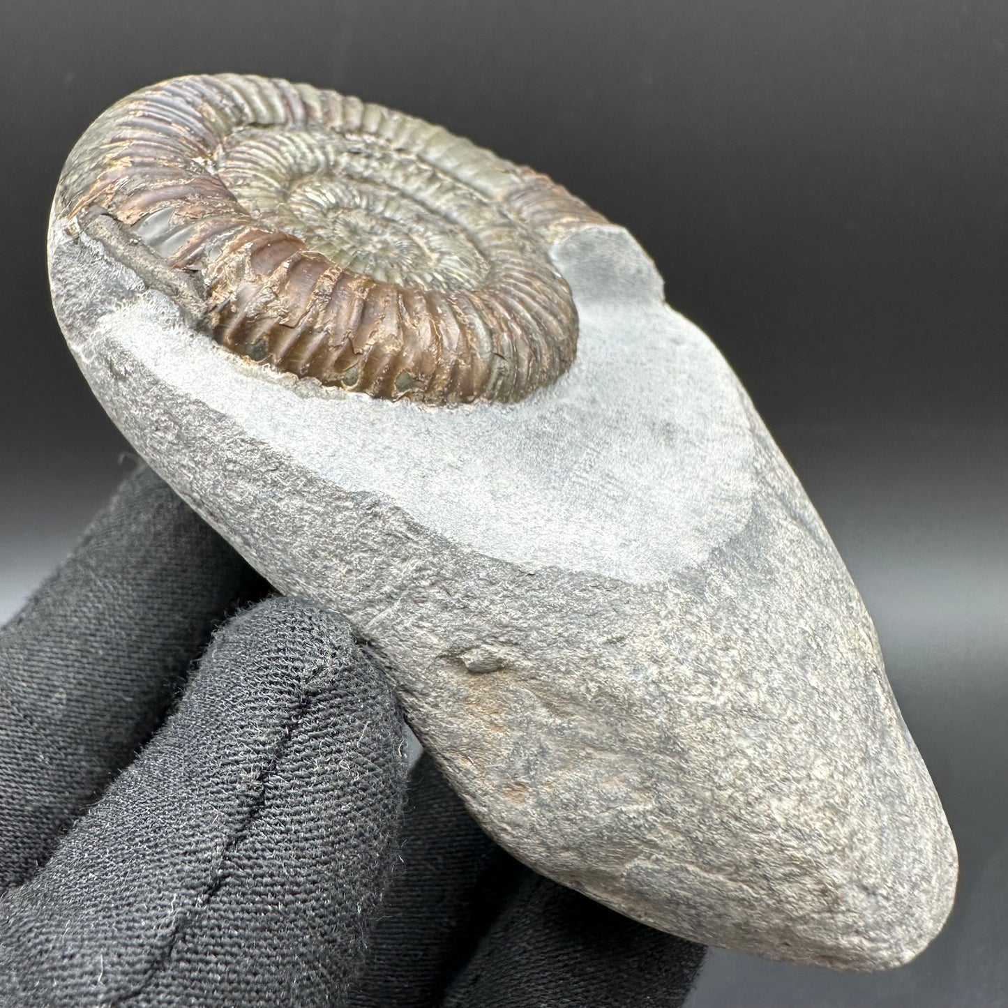 Dactylioceras Ammonite Fossil With Box And Stand - Whitby, North Yorkshire Jurassic Coast Yorkshire Fossils