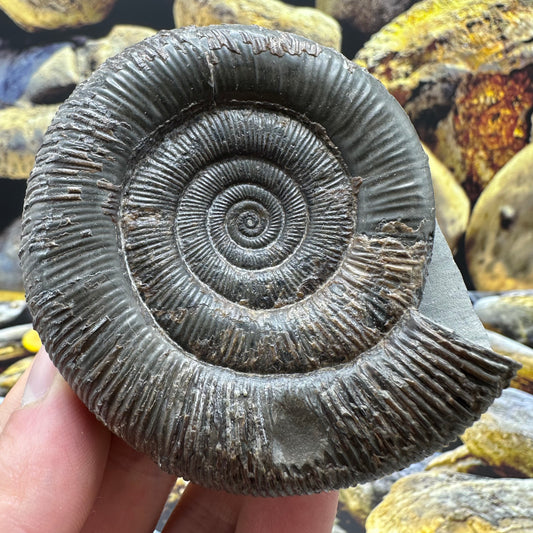Dactylioceras tenuicostatum ammonite fossil - Whitby, North Yorkshire Jurassic Coast Yorkshire Fossils