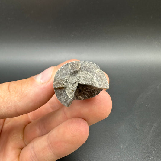 Belemnite (Fossil Squid) shell fossil - Whitby, North Yorkshire Jurassic Coast Yorkshire Fossils