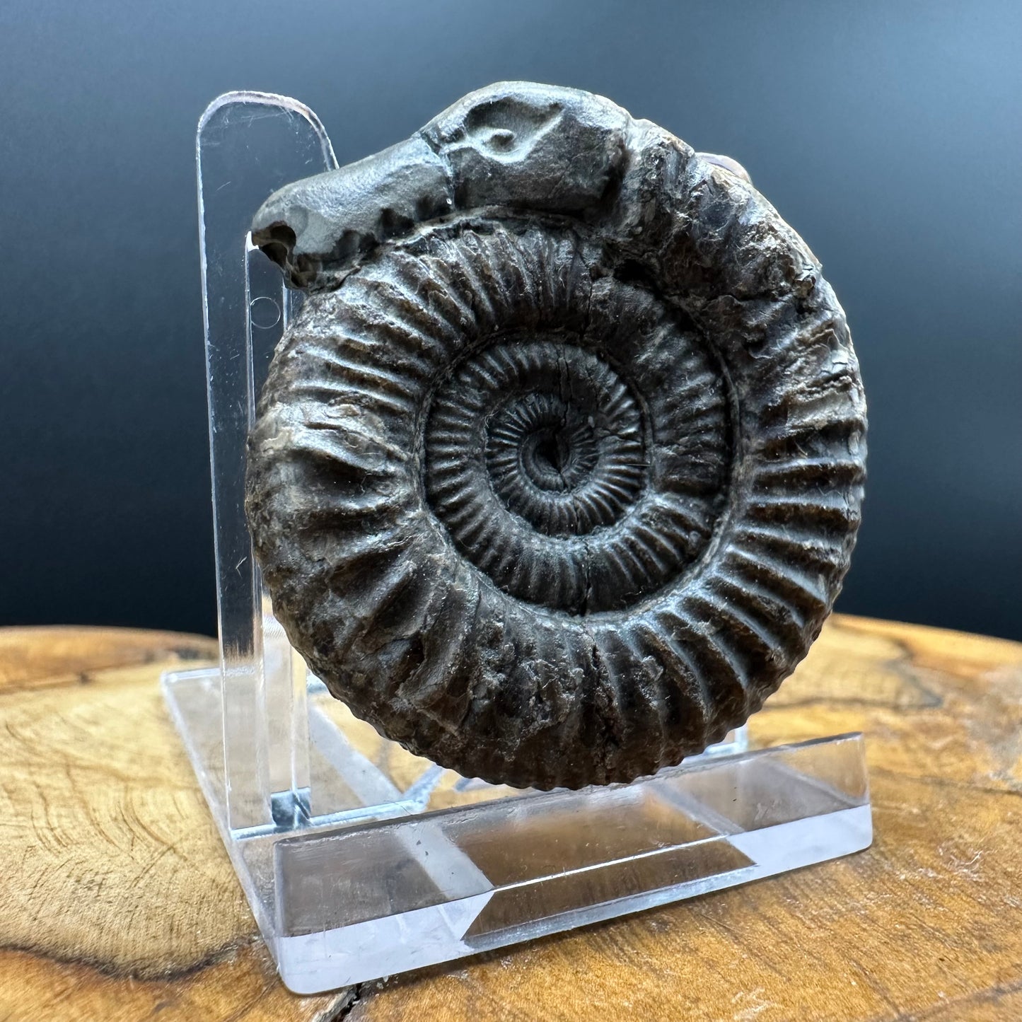 Snakestone Ammonite Fossil With Bag/Box And Stand - Whitby, North Yorkshire Jurassic Coast Yorkshire Fossils