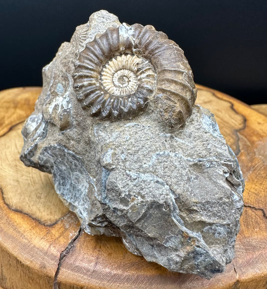 Androgynoceras capricornus Ammonite Fossil With box and Stand - Whitby, North Yorkshire Jurassic Coast Yorkshire Fossils