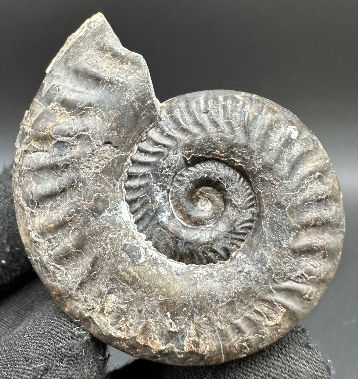 Hildoceras lusitanicum Ammonite fossil with box and stand - Whitby, North Yorkshire, Jurassic Coast, Yorkshire Fossils from the Jurassic Coast