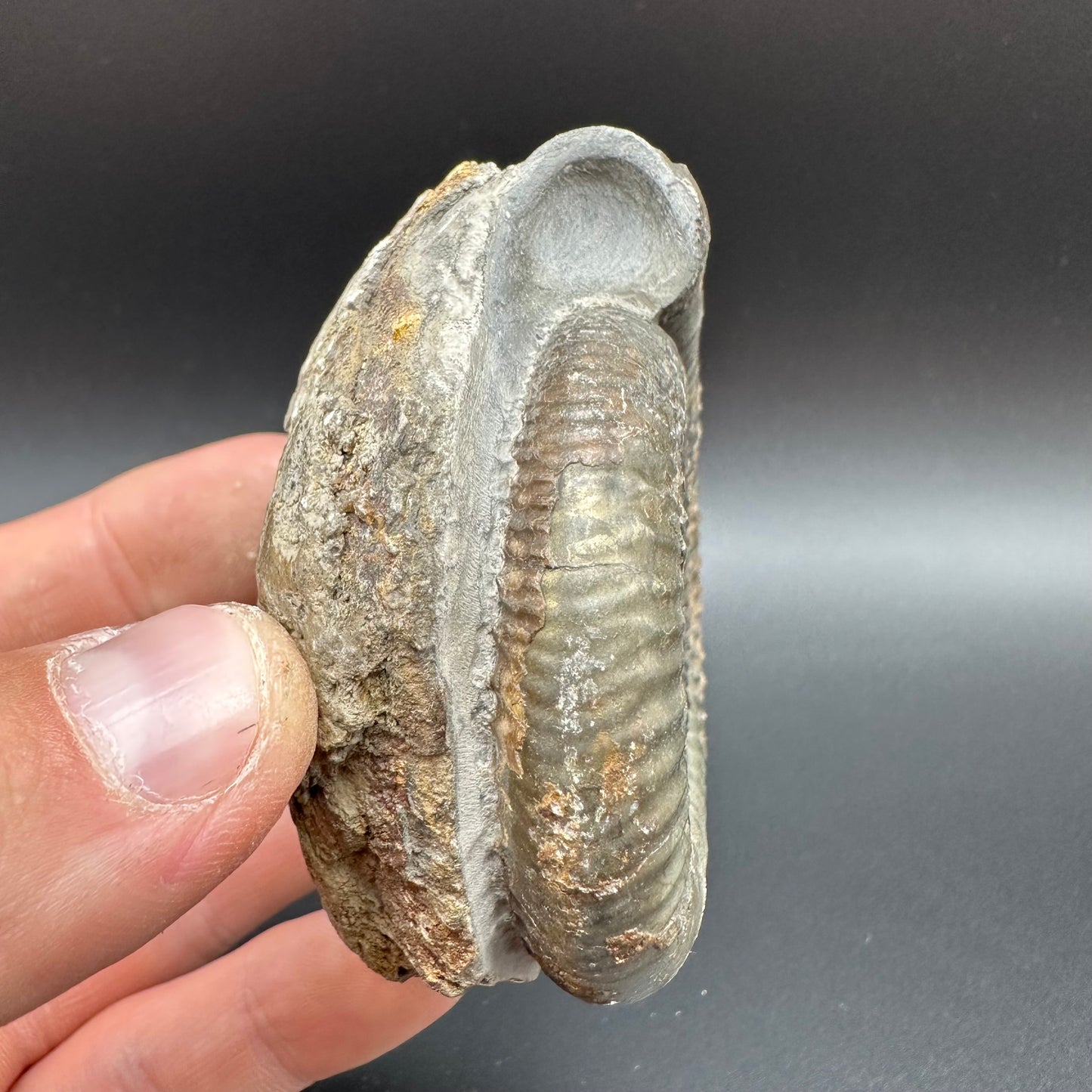 Dactylioceras Ammonite Fossil With Box And Stand - Whitby, North Yorkshire Jurassic Coast Yorkshire Fossils