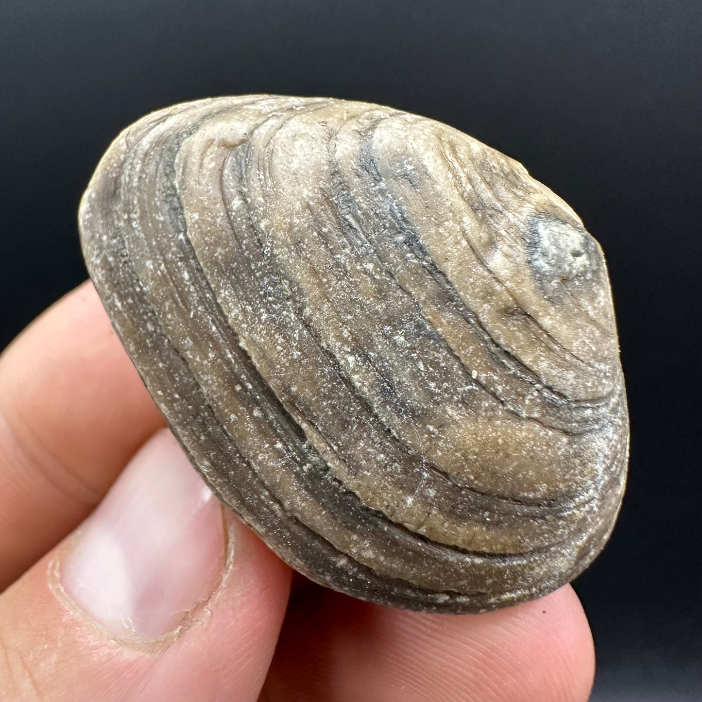 Shell fossil with box and stand - Whitby, North Yorkshire, Jurassic Coast, Yorkshire Fossils