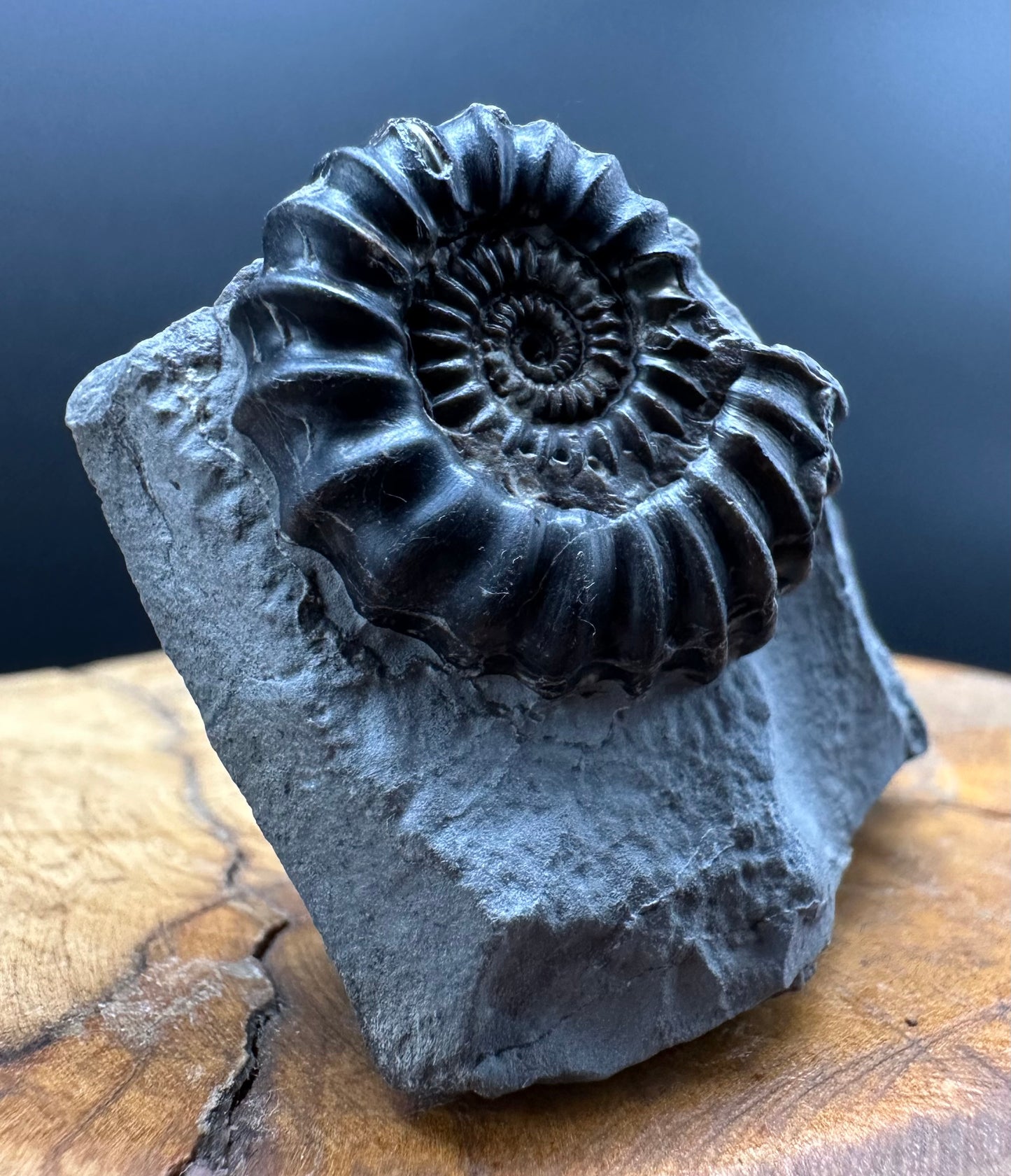 Gagaticeras Ammonite fossil with box and stand - Whitby, North Yorkshire Jurassic Coast Yorkshire Fossils