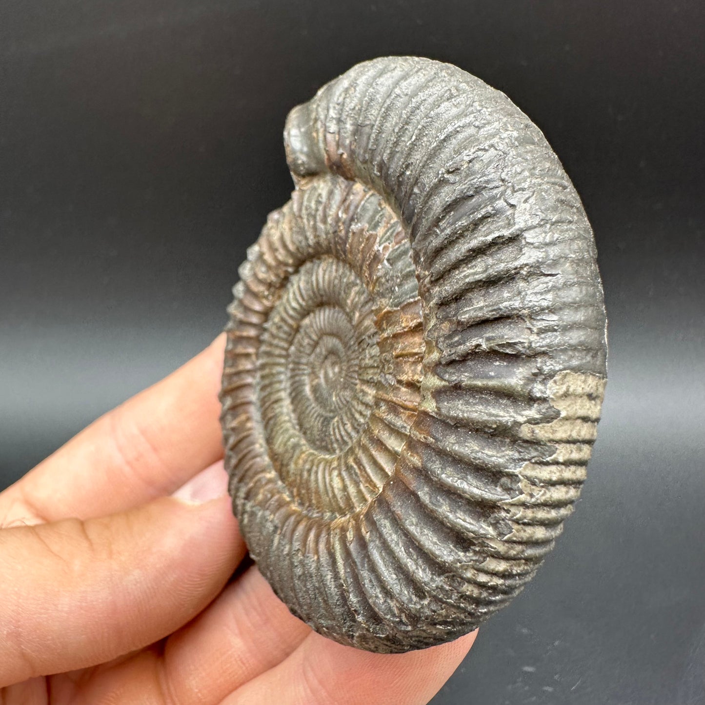 Dactylioceras Ammonite Fossil With Box And Stand - Whitby, North Yorkshire Jurassic Coast Yorkshire Fossils