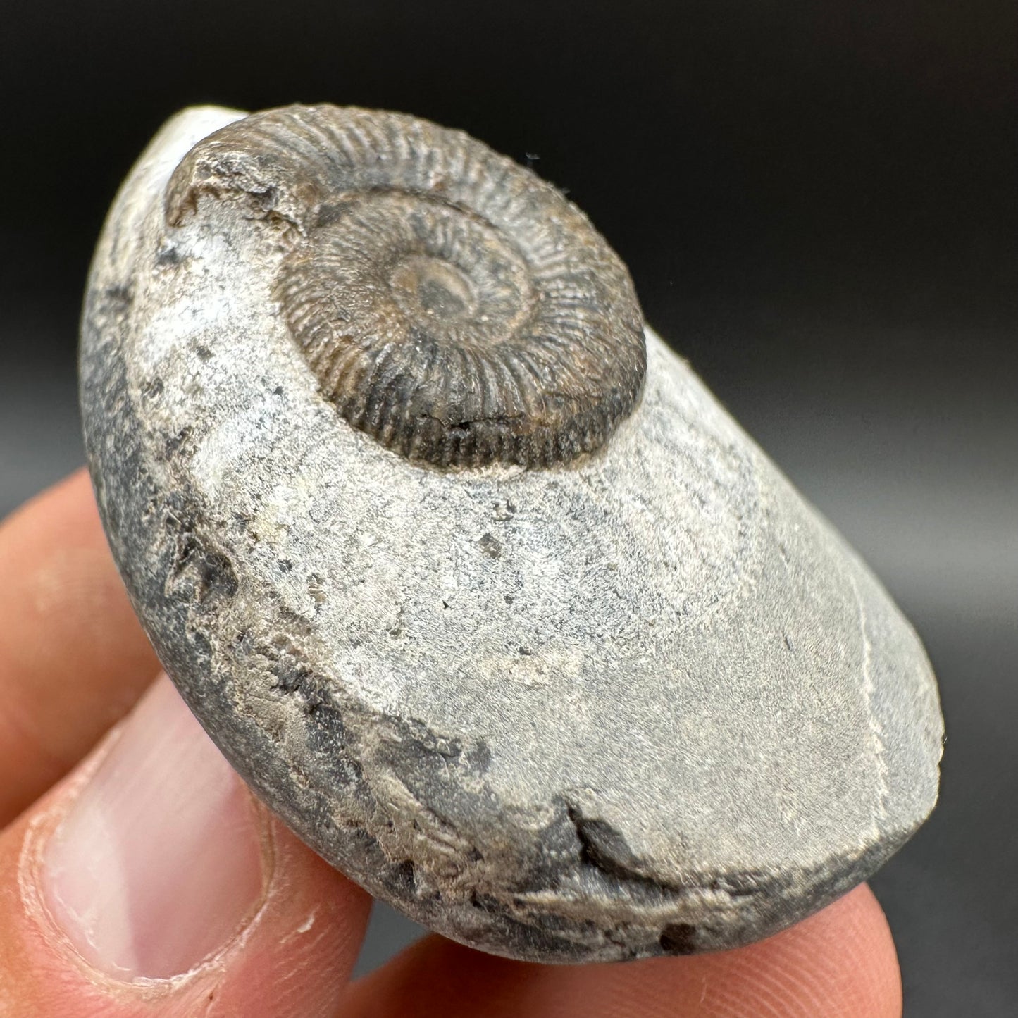 Dactylioceras Ammonite Fossil With Box And Stand - Whitby, North Yorkshire Jurassic Coast Yorkshire Fossils
