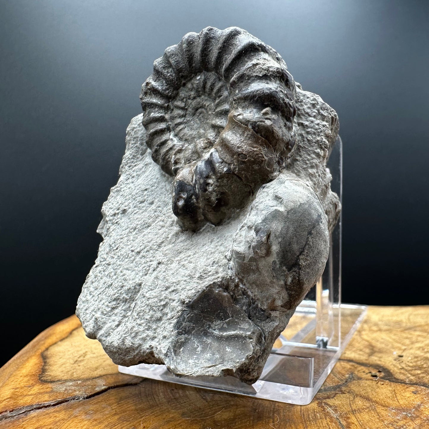 Androgynoceras maculatum ammonite fossil with box and stand - Whitby, North Yorkshire Jurassic Coast Yorkshire Fossils