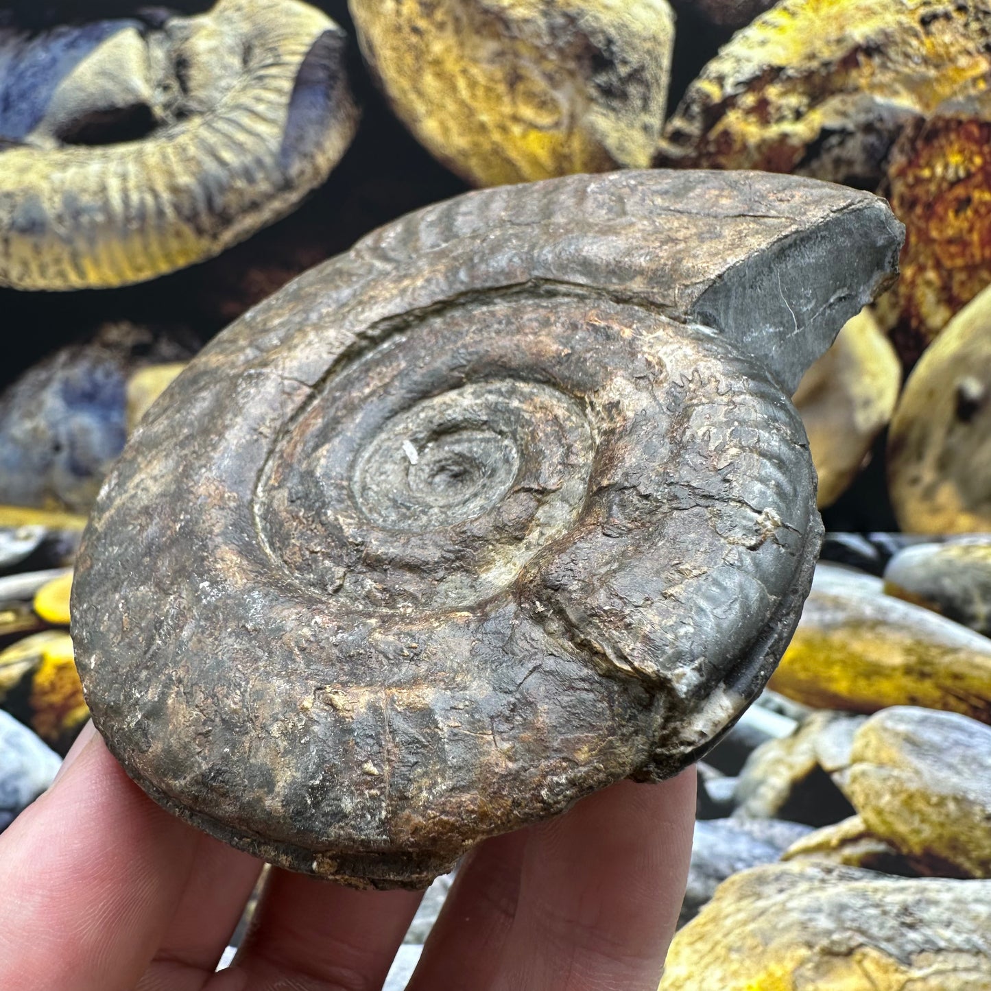 Hildoceras lusitanicum ammonite fossil - Whitby, North Yorkshire Jurassic Coast, Yorkshire Fossils
