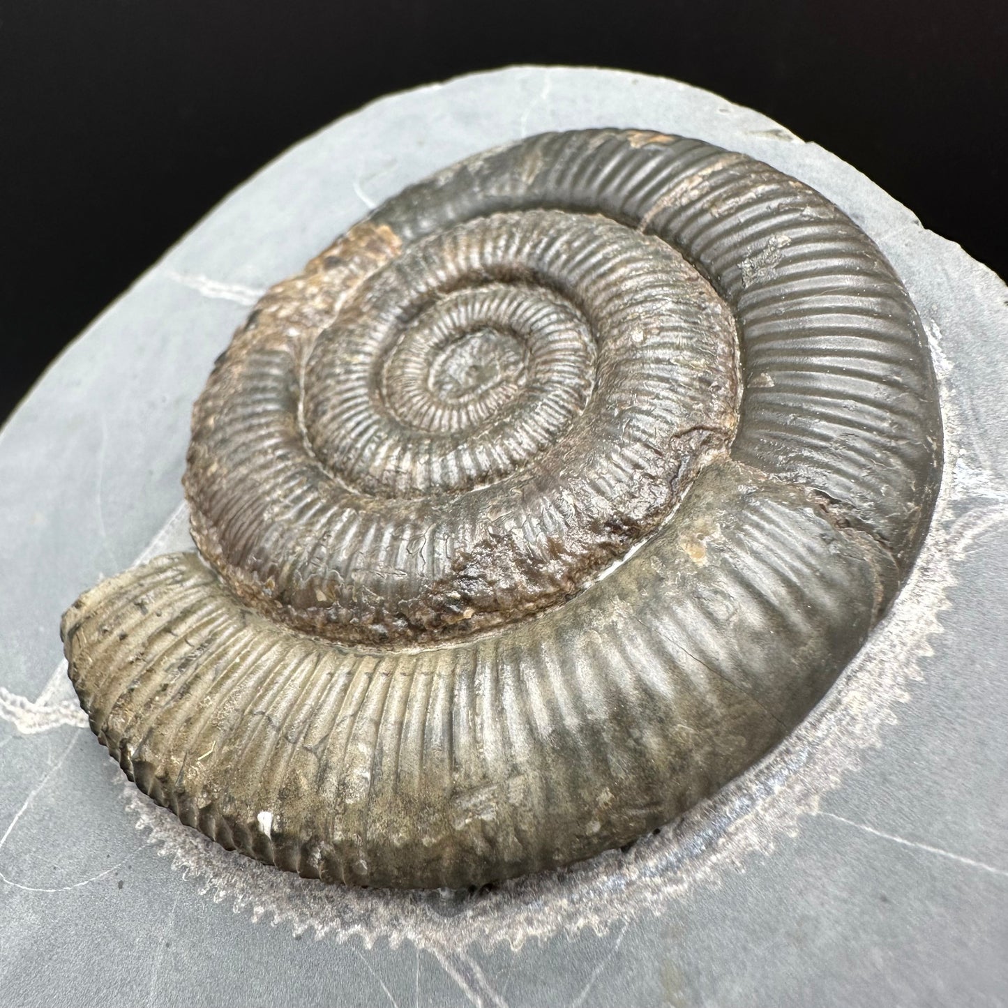Zugodactylites Ammonite fossil with stand - Whitby, North Yorkshire Jurassic Coast, Yorkshire fossils