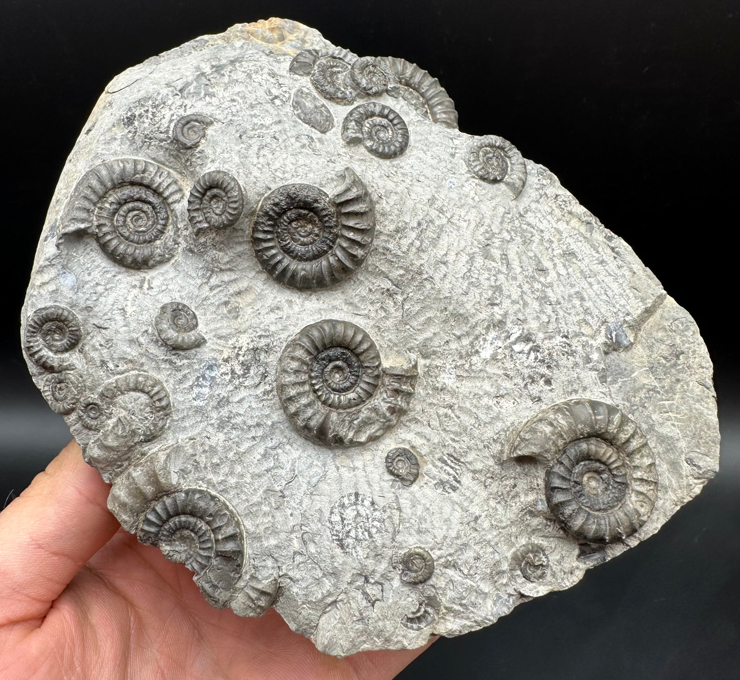 Arnioceras ammonite shell fossil with stand - Whitby, North Yorkshire Jurassic Coast Yorkshire Fossils