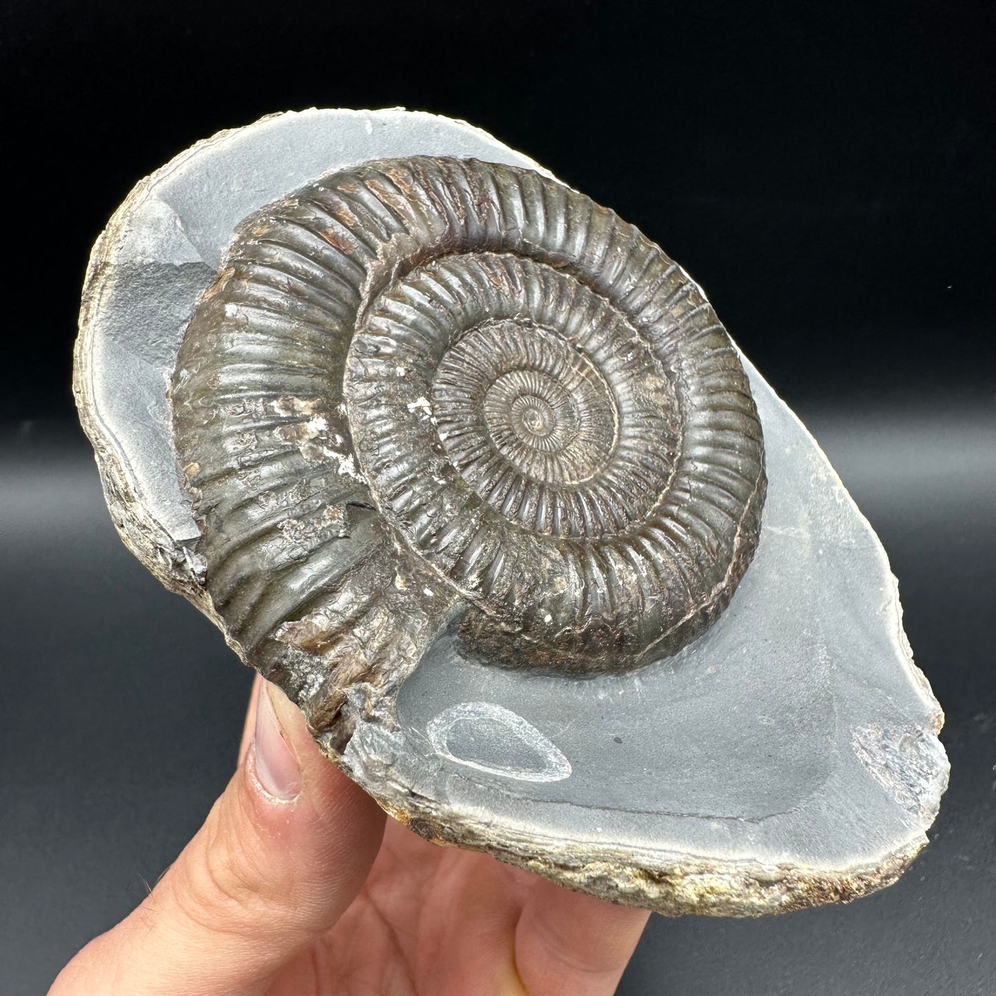 Dactylioceras Ammonite nodule (split pair) Fossil With Stand - Whitby, North Yorkshire Jurassic Coast Yorkshire Fossils