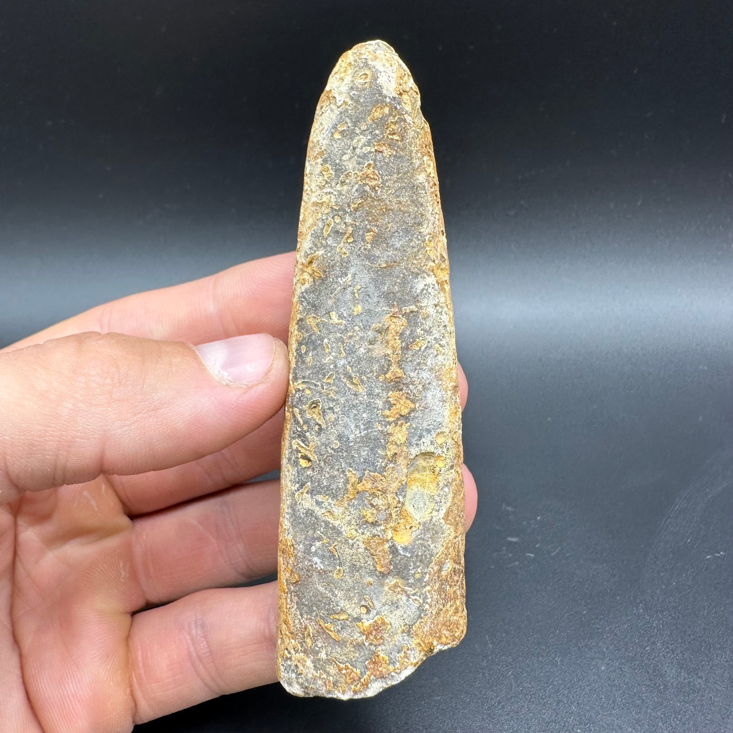 Belemnite (Fossil Squid) shell fossil with box and stand - Whitby, North Yorkshire Jurassic Coast Yorkshire Fossils