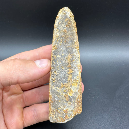 Belemnite (Fossil Squid) shell fossil with box and stand - Whitby, North Yorkshire Jurassic Coast Yorkshire Fossils
