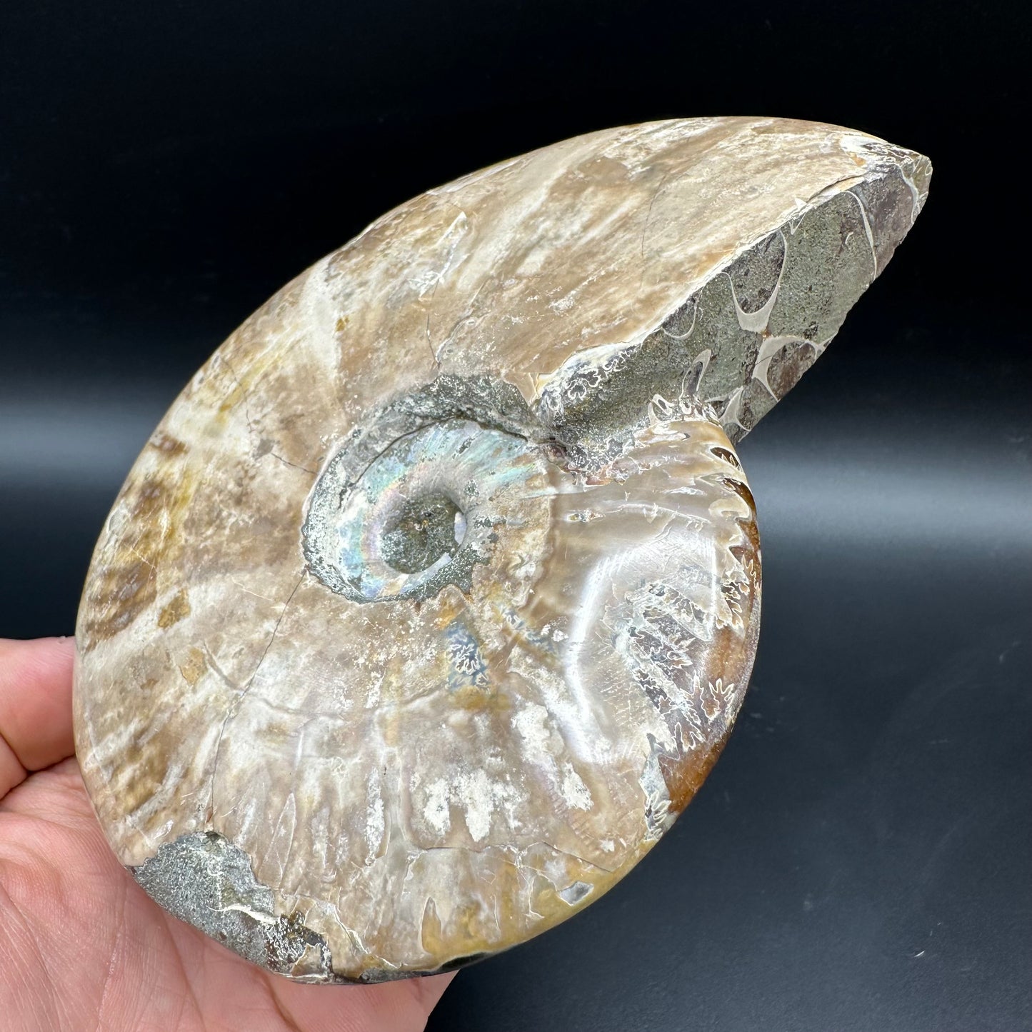 Cleoniceras Ammonite Fossil With Stand - Cretaceous Ammonite Madagascar