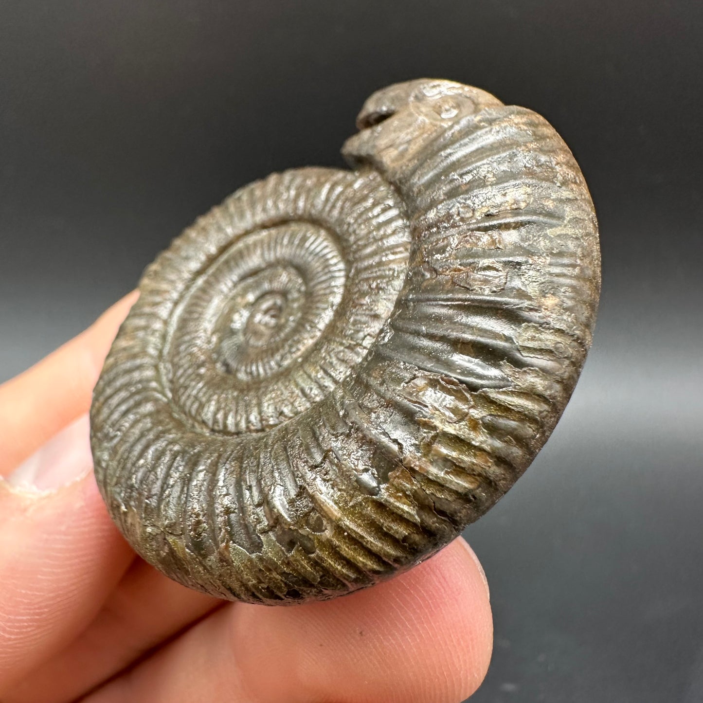 Snakestone Ammonite Fossil With Bag/Box And Stand - Whitby, North Yorkshire Jurassic Coast Yorkshire Fossils