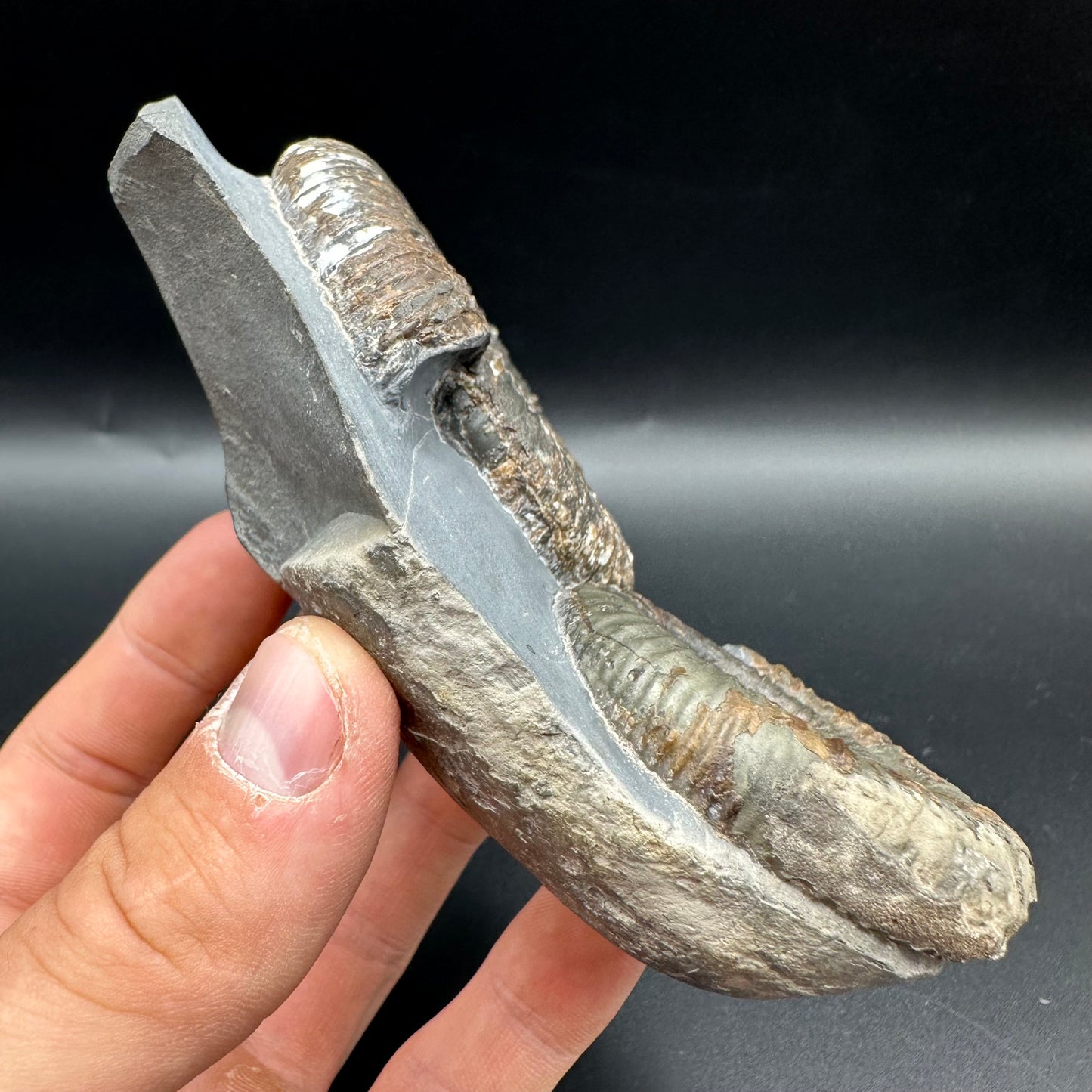 Dactylioceras Multi ammonite fossil with box and stand - Whitby, North Yorkshire Jurassic Coast, Yorkshire Fossils