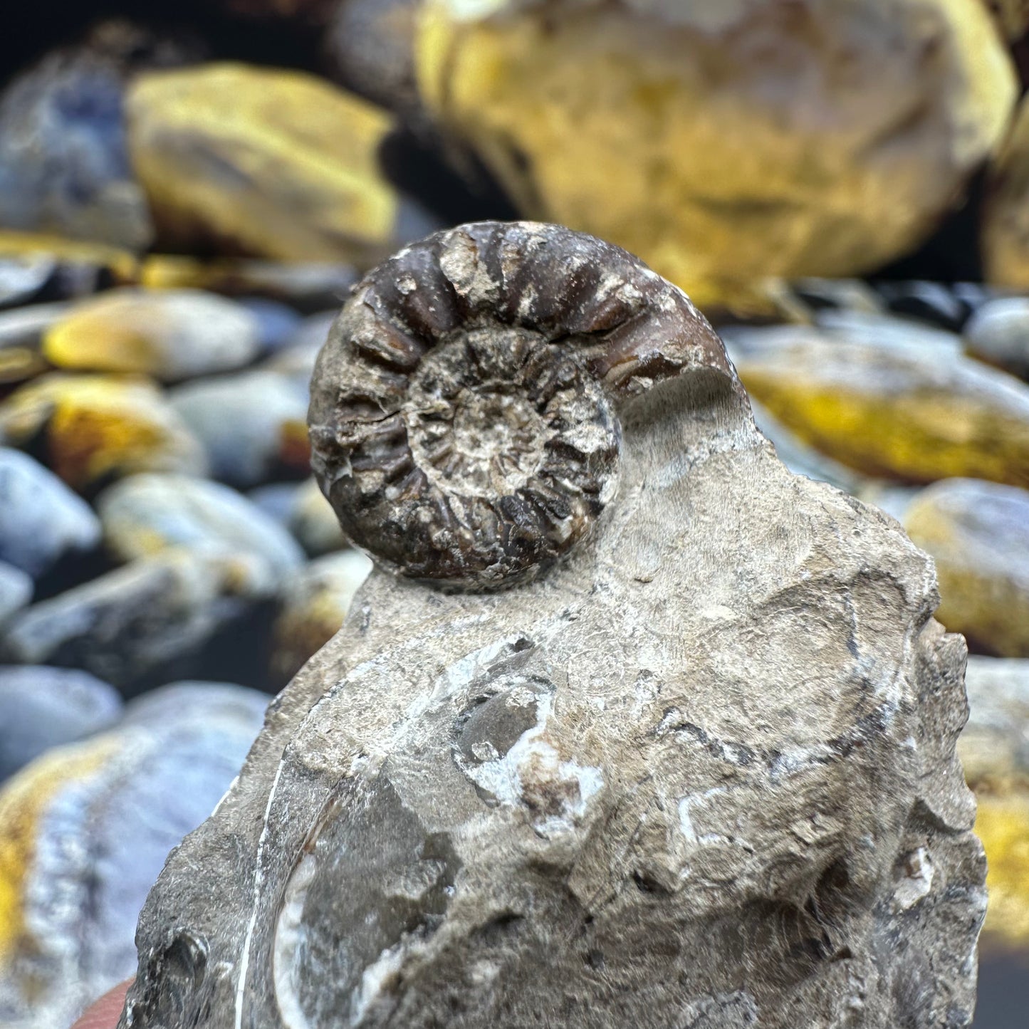 Amaltheus subnodosus ammonite fossil - Whitby, North Yorkshire Jurassic Coast, Yorkshire Fossils