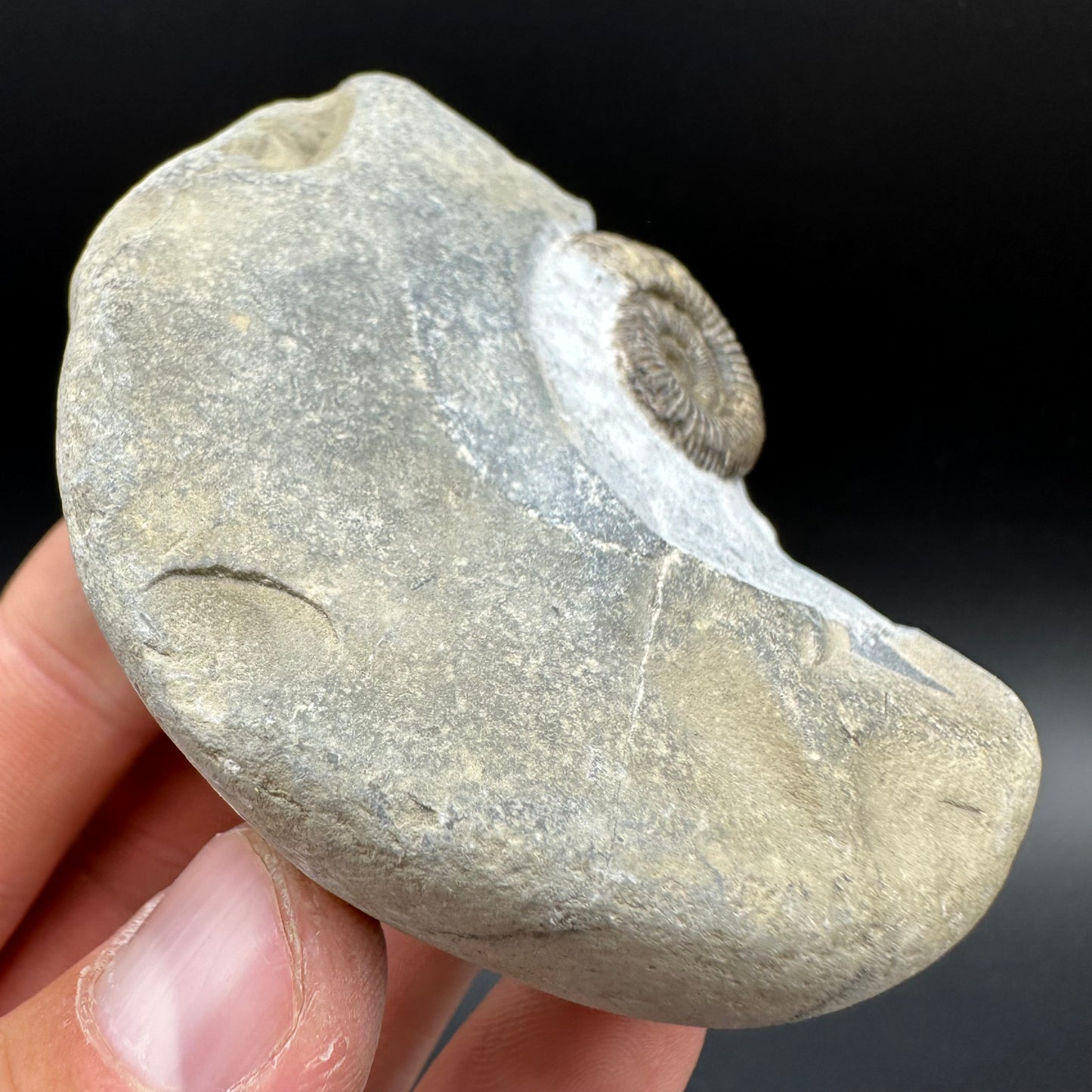 Dactylioceras Ammonite Fossil With Box And Stand - Whitby, North Yorkshire Jurassic Coast Yorkshire Fossils