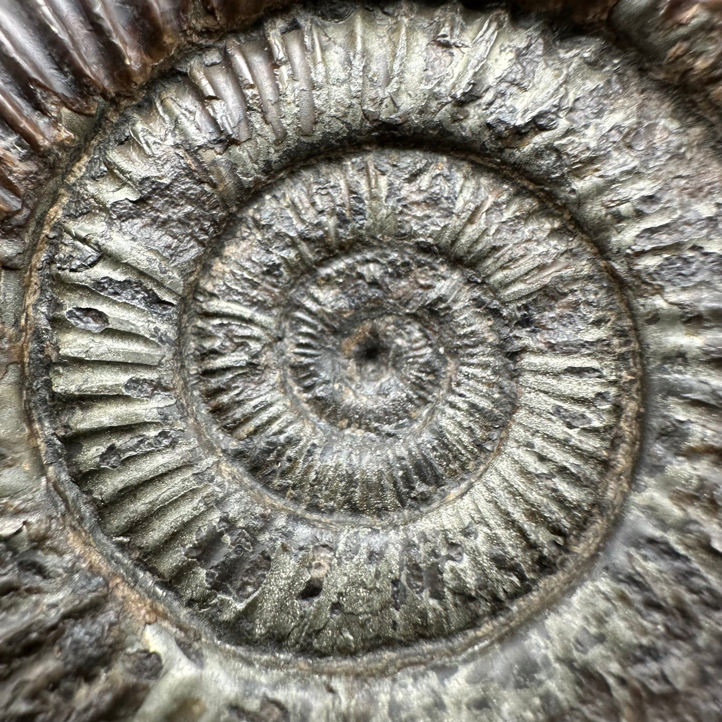 Dactylioceras Ammonite Fossil With Box And Stand - Whitby, North Yorkshire Jurassic Coast Yorkshire Fossils