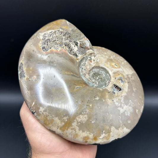 Cleoniceras Ammonite Fossil With Stand - Cretaceous Ammonite Madagascar
