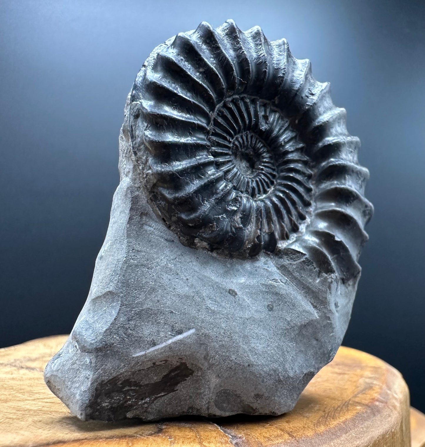 Pleuroceras hawskerense Ammonite fossil with box and stand - Whitby, North Yorkshire Jurassic Coast, Yorkshire fossils