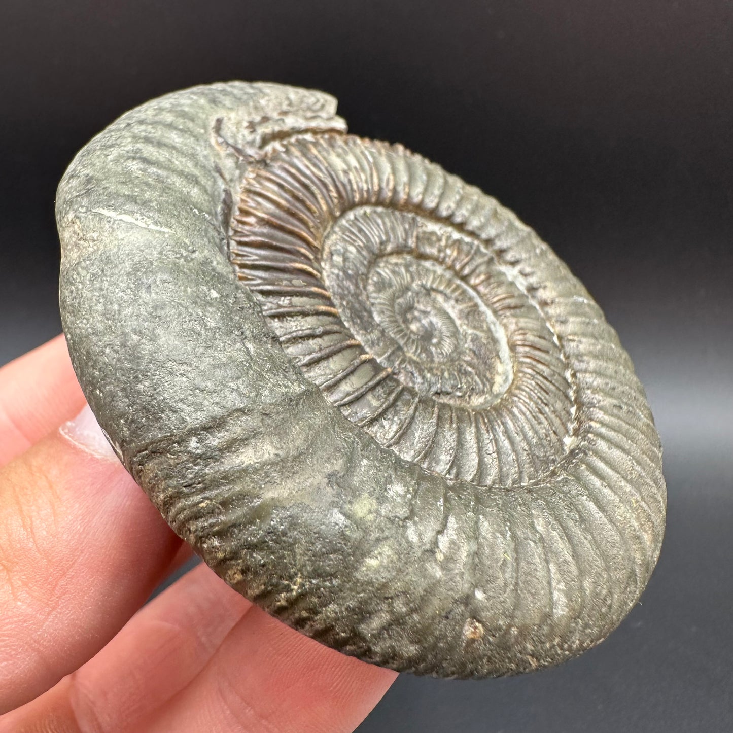 Dactylioceras Ammonite Fossil With Box And Stand - Whitby, North Yorkshire Jurassic Coast Yorkshire Fossils