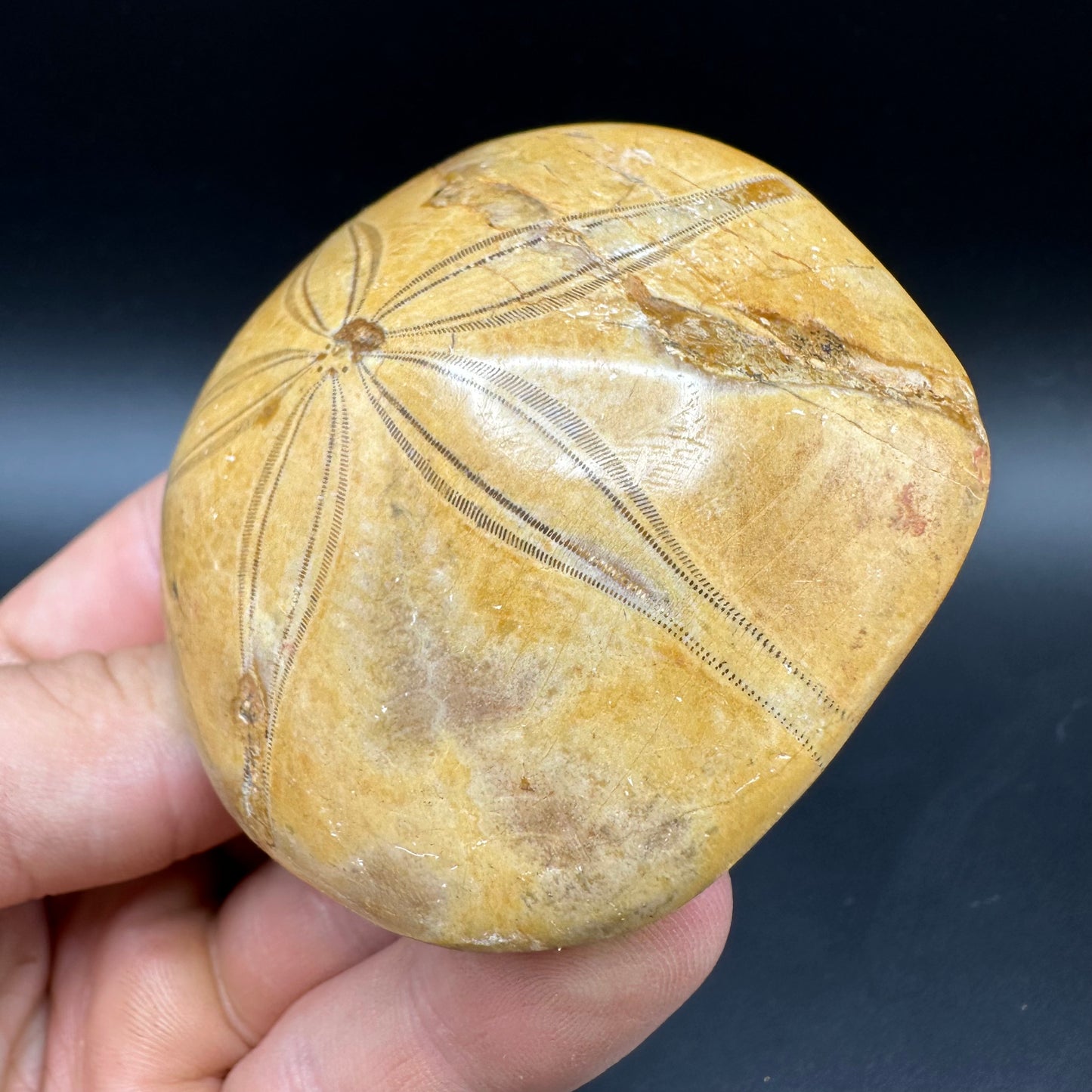 Holectypus Sea Urchin Fossil With Box And Stand - Middle Jurassic Madagascar