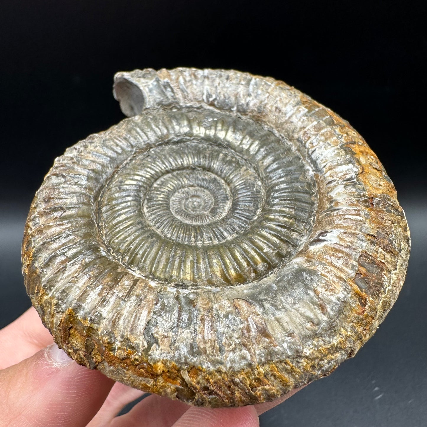 Dactylioceras Ammonite Fossil With Box And Stand - Whitby, North Yorkshire Jurassic Coast Yorkshire Fossils