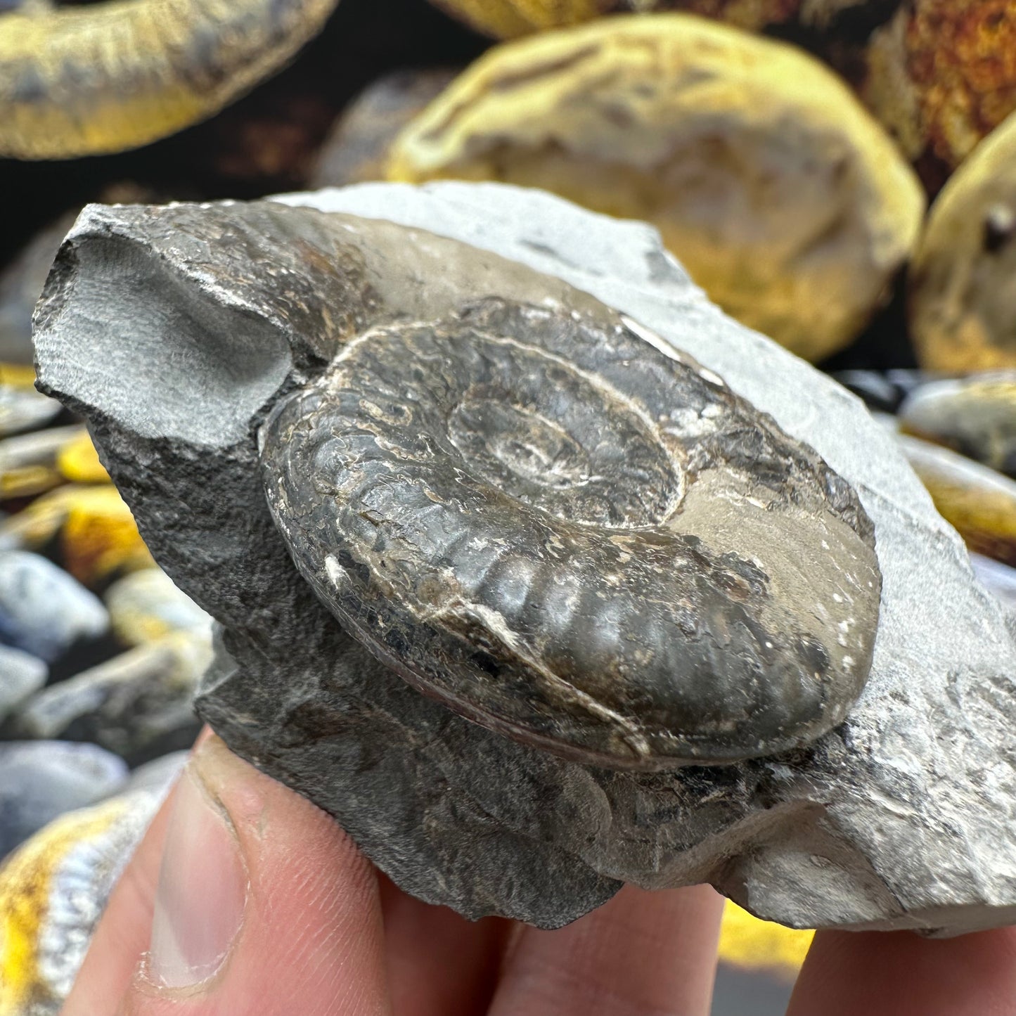 Grammoceras thoaurense ammonite shell fossil - Whitby, North Yorkshire
