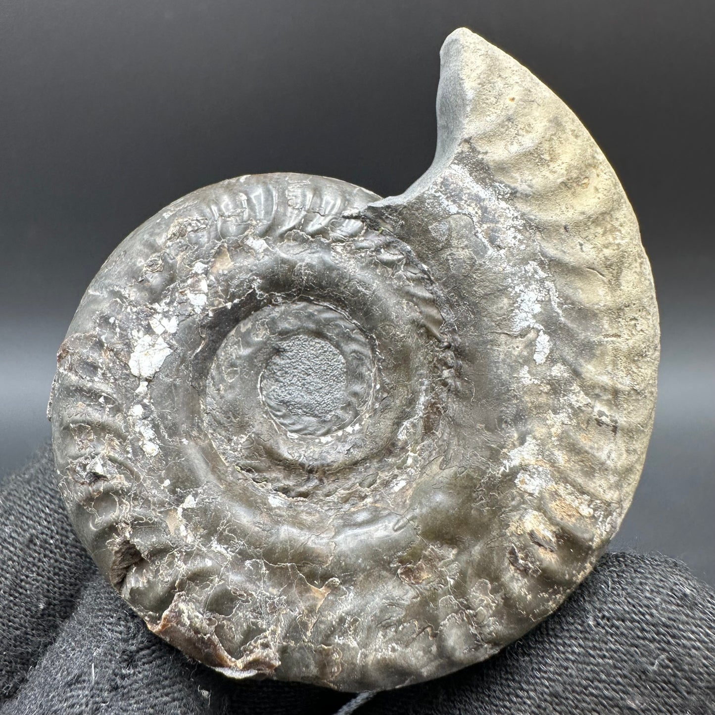 Hildoceras Bifrons Ammonite fossil with box and stand - Whitby, North Yorkshire Jurassic Coast, Yorkshire Fossils from the Jurassic Coast