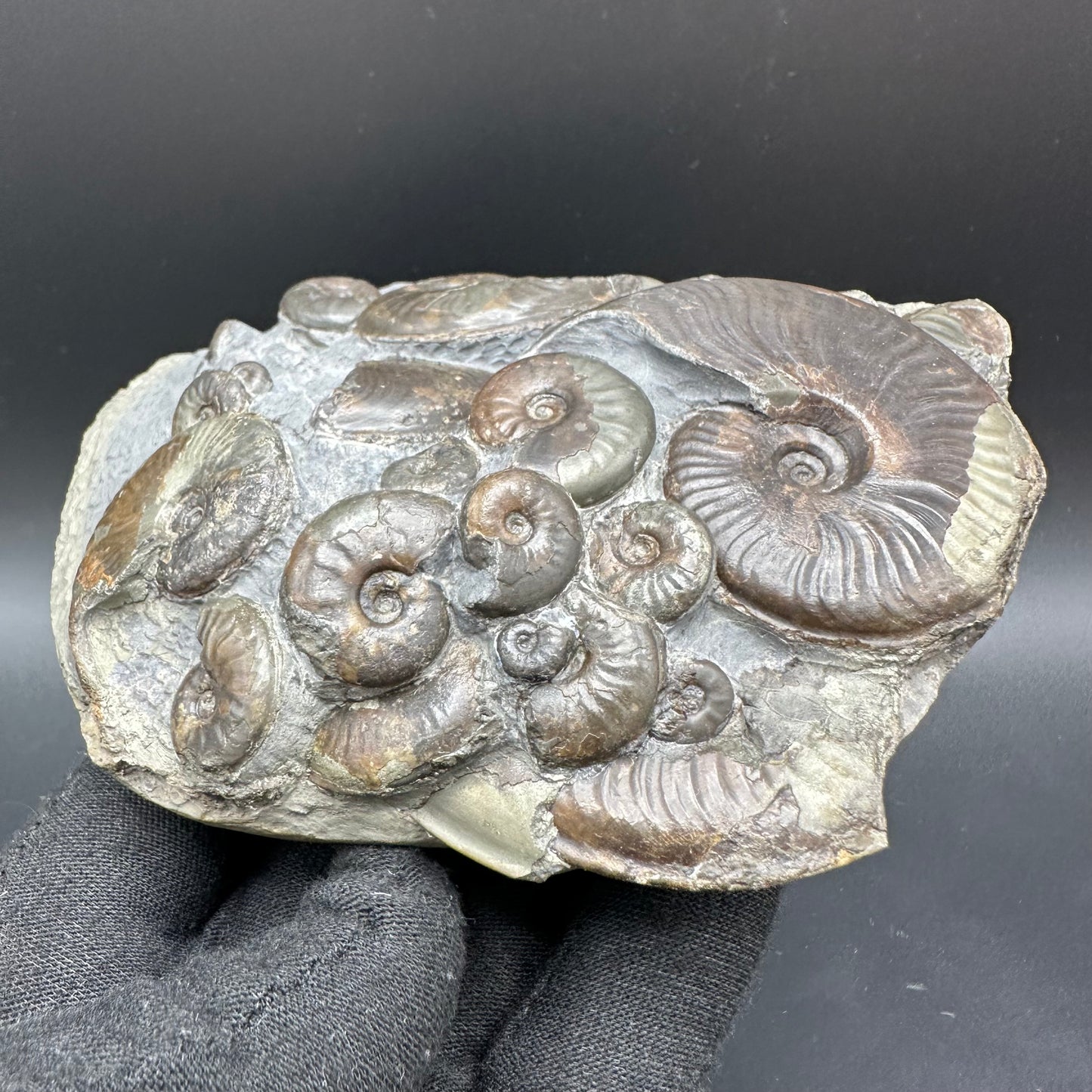 Eleganticeras Elegantulum ammonite with box and stand - Whitby, North Yorkshire Jurassic Coast, Yorkshire Fossils